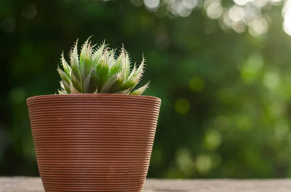 Plant pot with cactus with green background Stock Image