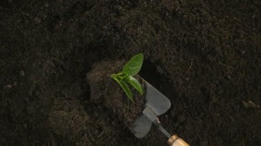 Ağır çekim erkek el toprakta Fideler dikim 