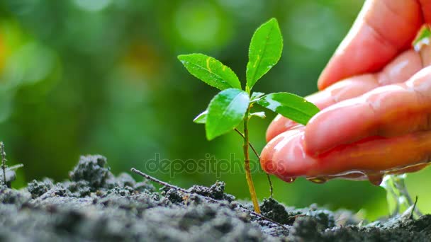 Close Male Hand Watering Sprout Blurred Background — Stok Video