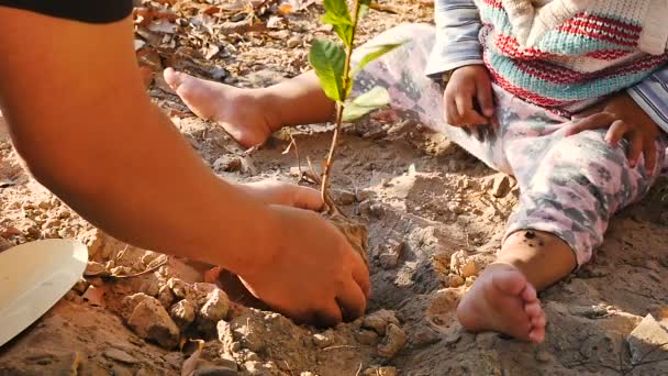 Mouvement Lent Enfant Les Mains Homme Plantation Germe — Video
