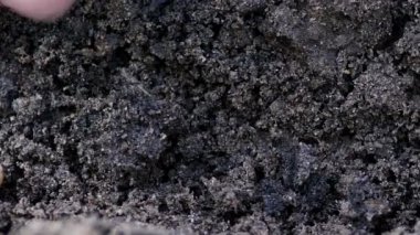 soya fasulyesi toprağa tohum el