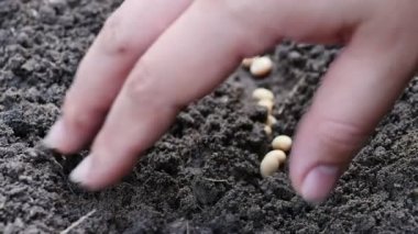 soya fasulyesi toprağa tohum el
