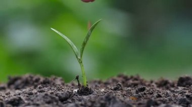 Yavaş çekimde Filiz veren kimyasal gübre tarım, tohum, fide, saç ekimi, erkek el