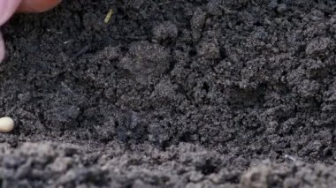 soya fasulyesi toprağa tohum el