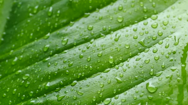 Full Green Leaf Plant Background Rain Water Dripping Slow Motion — Stock Video