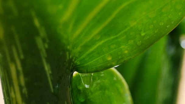 Full Grünes Blatt Pflanze Hintergrund Mit Regen Und Wasser Tropft — Stockvideo