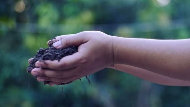 スローモーション 農民の手の保有物 稲作農家の植物有機肥料を注ぐ — ストック動画