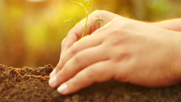 Mãos Plantando Broto Solo — Vídeo de Stock