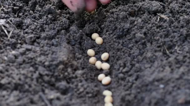 Hand Seeding Soybeans Ground — Stock Video