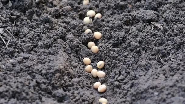 Seeding Seedling Planting Close Slow Motion Hand Seeding Soybean — Stock Video