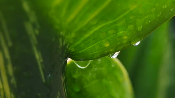 緑の葉と雨滴から昆虫の緑の背景にフォーカスに水滴をクローズ アップ ショット — ストック動画