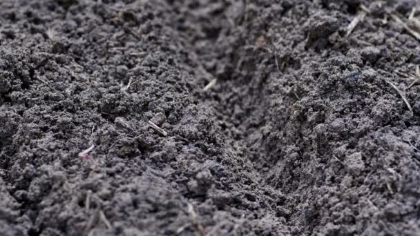 人工播种大豆在地面 — 图库视频影像
