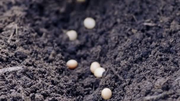 手を地面に大豆を播種 — ストック動画