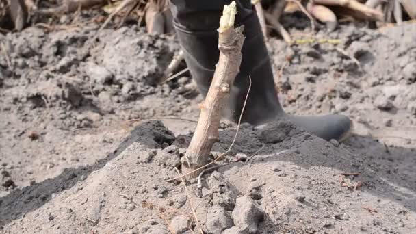 Τραβήξτε Αγρότης Και Συγκομιδή Μανιόκα Πάνω Από Ξηρό Έδαφος — Αρχείο Βίντεο