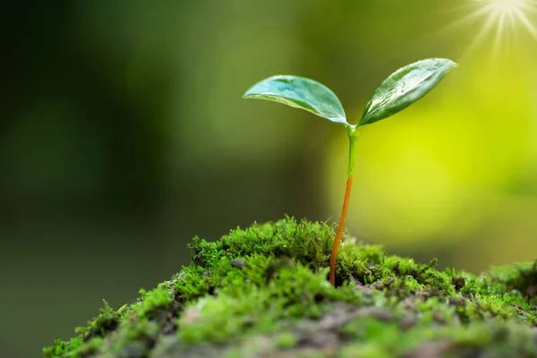 Pohon kecil yang tumbuh di lumut dengan sinar matahari dan lingkungan hijau — Stok Foto
