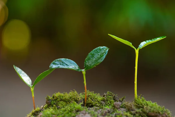 Planta creciendo a concepto de árbol y bosque sobre fondo verde —  Fotos de Stock