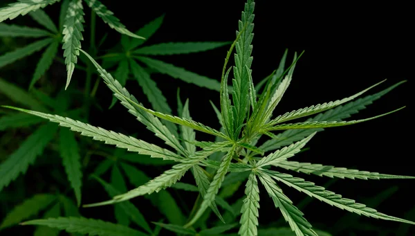 Green Marijuana Cannabis Leaf Medicine Dark Background — Stock Photo, Image