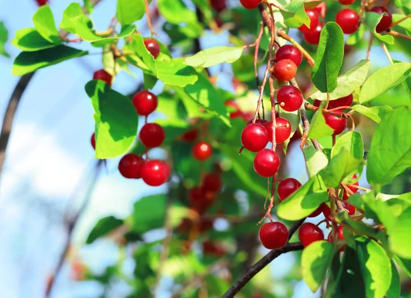 Röd chokecherry och gröna blad i sommarträdgården. Prunus virginiana — Stockfoto