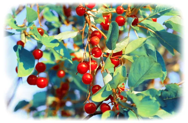 Red chokecherry in summer garden. Turquoise toned image — Stock Photo, Image