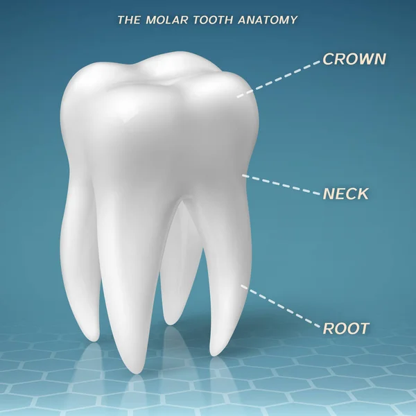 Moláris anatómia - korona, a nyak és a gyökér a fogak — Stock Vector