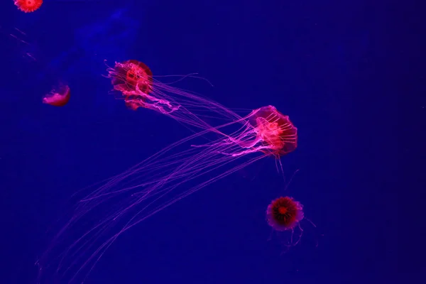Hermosa caja de medusas venenosas de colores, medusas en el acuario con fondo negro, primer plano de la caja de medusas en el agua del océano en el mar azul profundo —  Fotos de Stock
