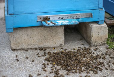 Ölü arılar kıştan sonra kapağa üşüşürler. Ölü böcekler. Ölü bal arıları - böcek ilaçları ve GDO 'lar tarafından zehirlendi. Seçici odak