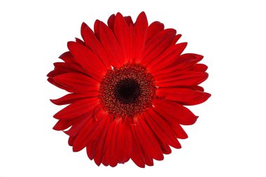Kırmızı gerbera çiçeği beyaz arkaplanda izole edilmiş.