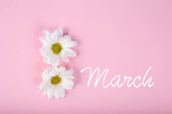 White Camomile Flowers Pink Background Copy Space Concept March — Stock Photo, Image