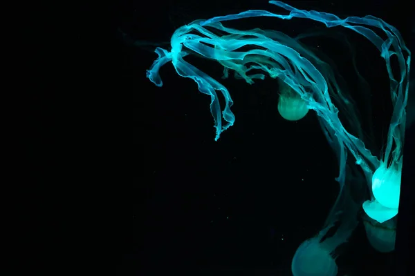 美しいカラフルな有毒ボックスクラゲ 黒い背景を持つ水族館のクラゲ 深い青い海の海の中の箱クラゲのクローズアップ — ストック写真