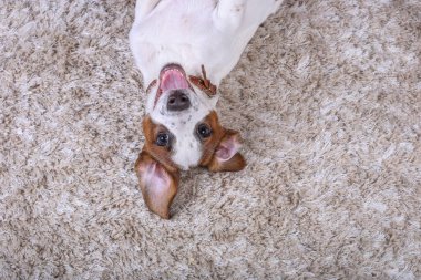 Bej halıda köpek Jack Russell. Yavru köpek. Metin için kopyalama yeri olan bir maket. Üst Manzara. Komik yüzlü, oyuncu bir köpek.