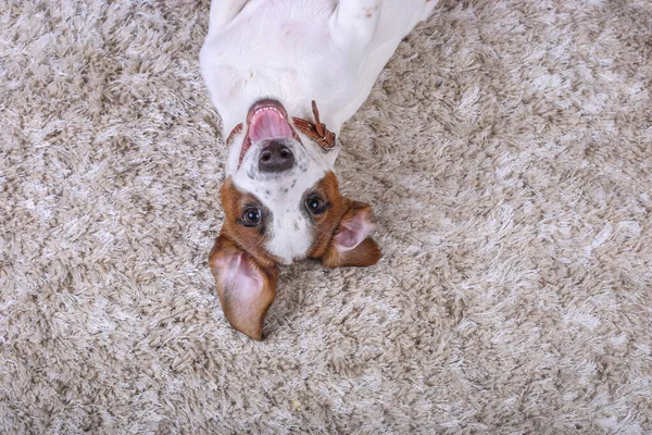 Bej halıda köpek Jack Russell. Yavru köpek. Metin için kopyalama yeri olan bir maket. Üst Manzara. Komik yüzlü, oyuncu bir köpek.