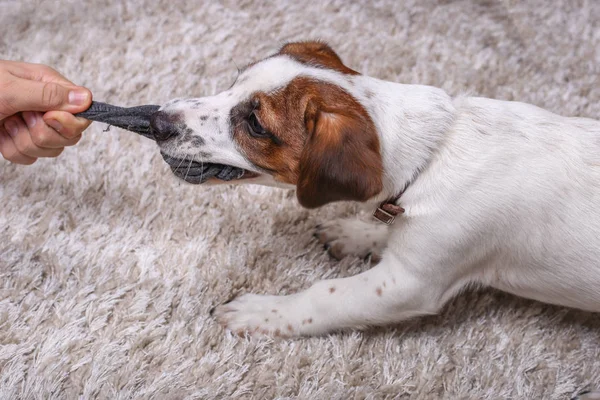 Köpek Jack Russell bej bir halıya çorap çeker. Yavru köpek. Köpek her şeyi berbat eder. Hayvanlar ve mülk hasarı. Komik yüzlü, oyuncu bir köpek.