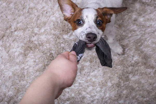 Köpek Jack Russell bej bir halıya çorap çeker. Yavru köpek. Köpek her şeyi berbat eder. Hayvanlar ve mülk hasarı. Komik yüzlü, oyuncu bir köpek..