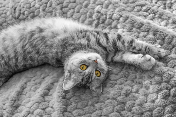 Scottish Whiskas Grey Cat Top View Fluffy Tabby Gray Beautiful — Stock Photo, Image