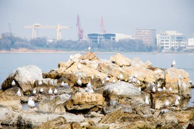 Tersane önünde buzlu beyaz martılar