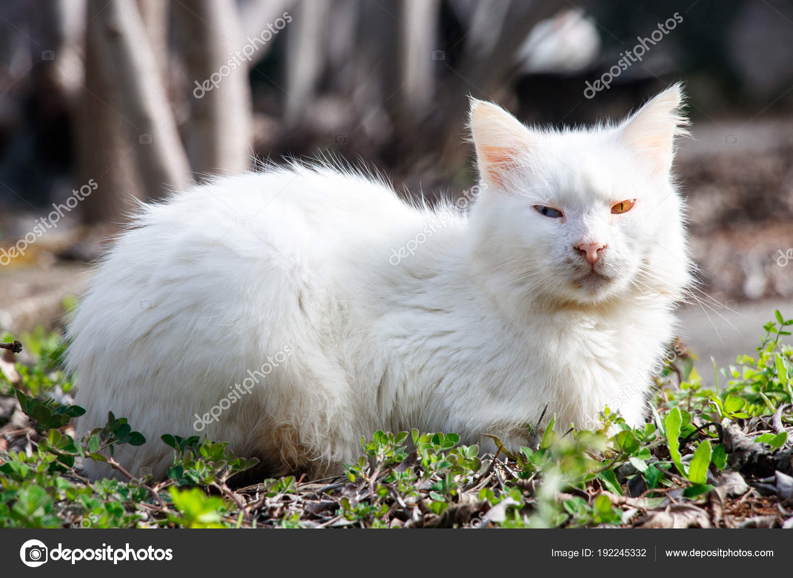 Weiße Katze Hat Verschiedene Blaue Gelbe Augen In Der Natur