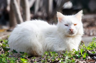 beyaz kedi farklı mavi sarı gözlü doğada var