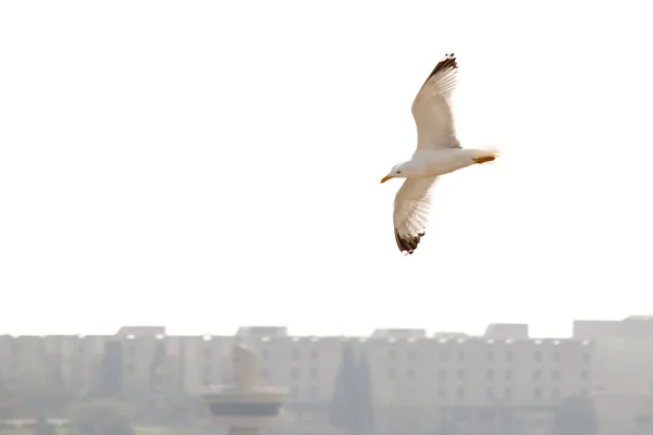 Gaivota-do-mar isolada no fundo branco até edifícios — Fotografia de Stock