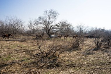 Delta Nehri'nin Meriç, Geece üzerinde Vahşi atlar.