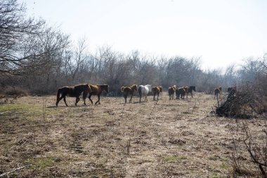 Delta Nehri'nin Meriç, Geece üzerinde Vahşi atlar.