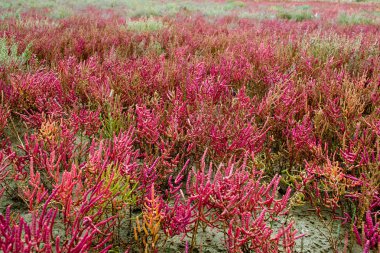 Kırmızı salicornia alanıyla Europa'da delta nehir Meriç, Yunanistan