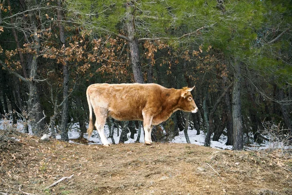 伍兹在 Evros 希腊孤独奶牛 — 图库照片