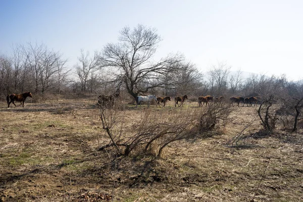Delta Nehri'nin Meriç, Geece üzerinde Vahşi atlar.