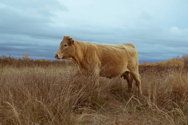 Vaca solitária um campo em delta de rio Evros Grécia — Fotografia de Stock