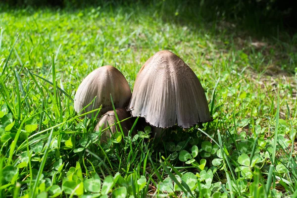 Brown vilda svampar od grön gräs. — Stockfoto