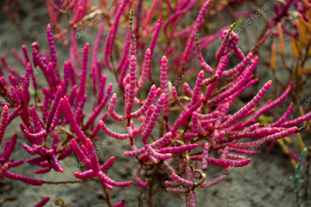 Campo con salicornia roja europa en