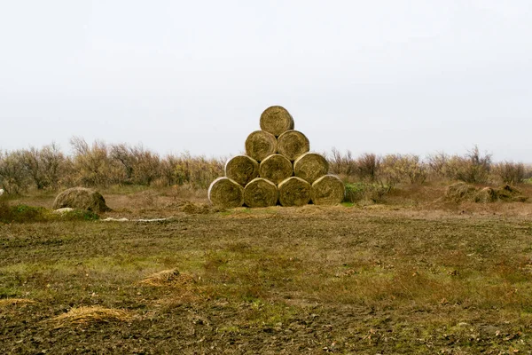 Сено тюки на поле после сбора урожая, — стоковое фото