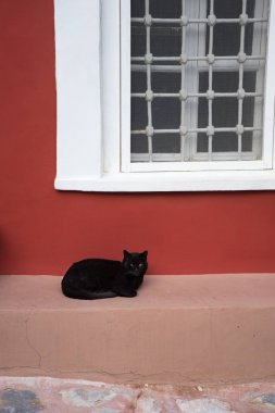 Kara kedi oturma açık kırmızı bir duvar