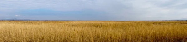 Zlatý divoké pšeničné pole s pozadí modré oblohy, panoramatický pohled — Stock fotografie