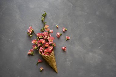 Dondurma külahı çimento zemin üzerine çiçeklenir